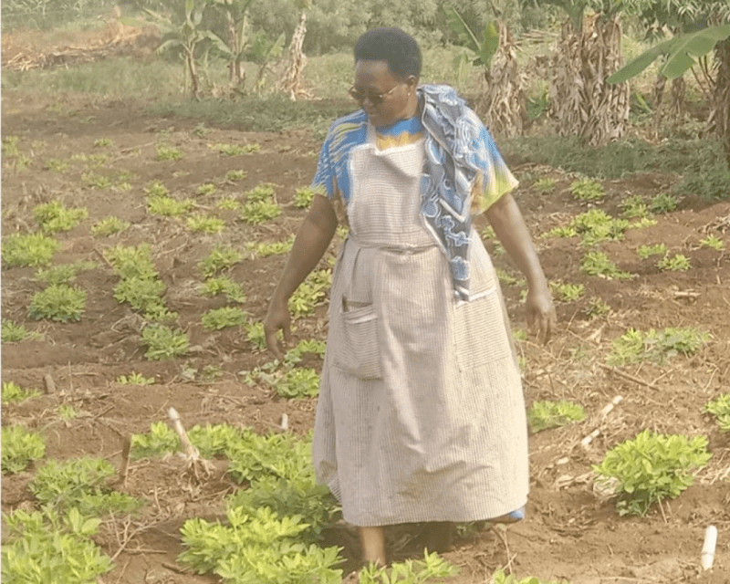 Taita Taveta farmers make a fortune from drought-tolerant crops