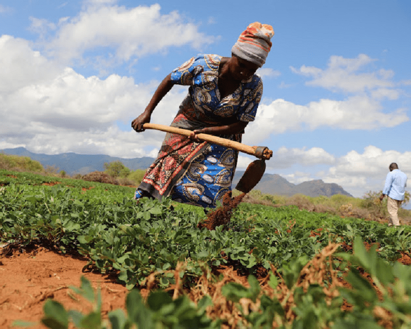 How Taveta residents turned dryland into cash cow by farming groundnuts